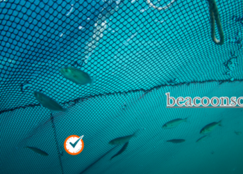 What Is Beacoonsoft.net? Everything You Need to Know