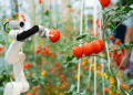 How Somali Translation Fuels Global Expansion of Organic Agribusiness