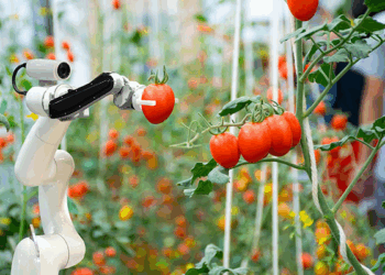 How Somali Translation Fuels Global Expansion of Organic Agribusiness