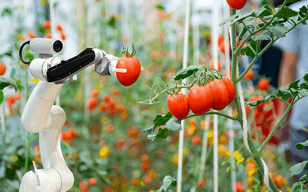 How Somali Translation Fuels Global Expansion of Organic Agribusiness