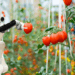 How Somali Translation Fuels Global Expansion of Organic Agribusiness