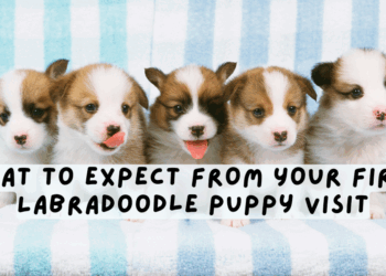 What to Expect From Your First Labradoodle Puppy Visit