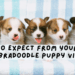What to Expect From Your First Labradoodle Puppy Visit