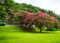 How to Grow and Maintain Crepe Myrtles with Ease