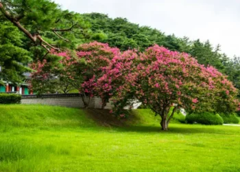 How to Grow and Maintain Crepe Myrtles with Ease