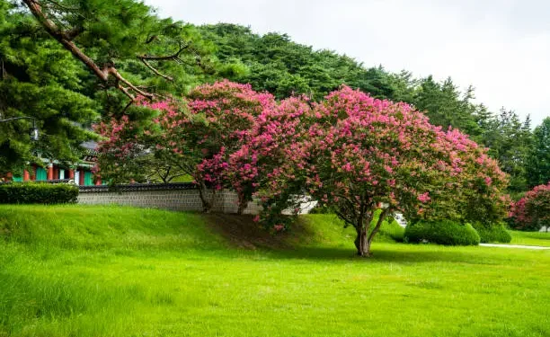 How to Grow and Maintain Crepe Myrtles with Ease
