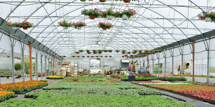 Crucial Things to Think About When Building Your First Greenhouse