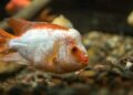 Goldfish Fin Rot: Causes, Symptoms, Treatment, and Prevention