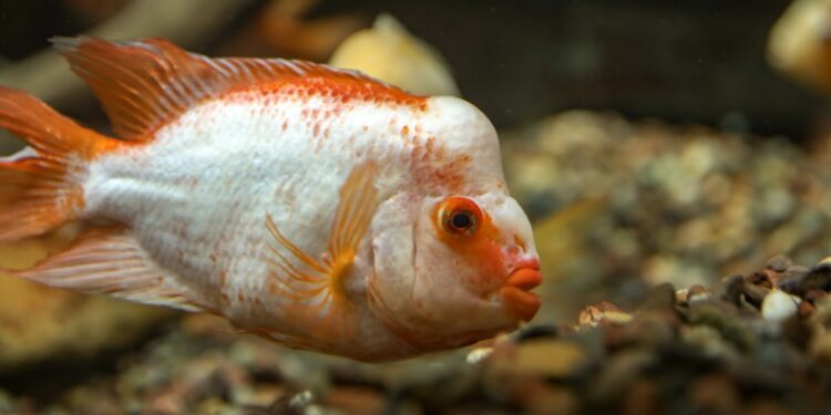 Goldfish Fin Rot: Causes, Symptoms, Treatment, and Prevention
