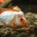 Goldfish Fin Rot: Causes, Symptoms, Treatment, and Prevention