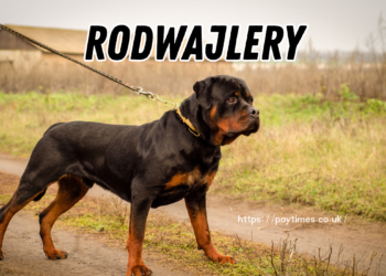 Rodwajlery