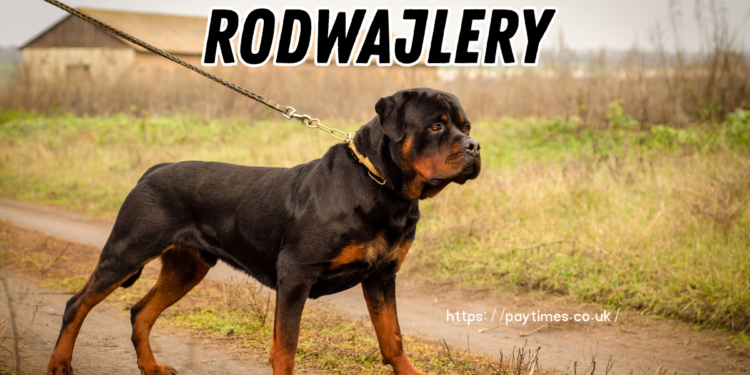 Rodwajlery