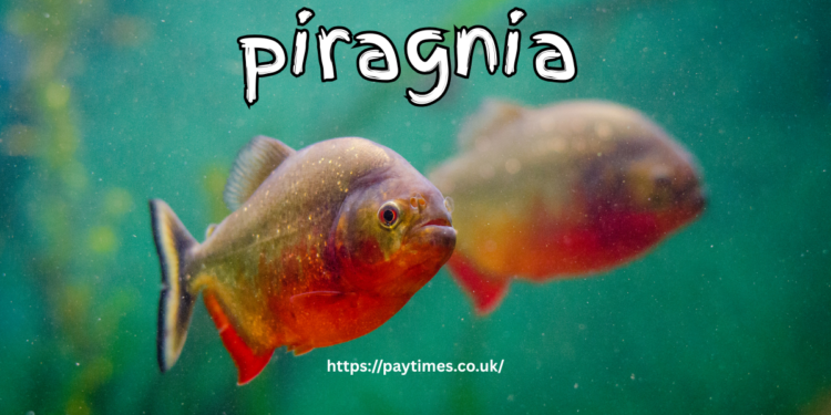 piragnia